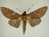  (Hapigia ribbeiDHJ06 - 13-CRBS-297)  @15 [ ] No Rights Reserved (2013) James Sullivan Research Collection of J. B. Sullivan