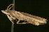  ( - 06-FLOR-1901)  @13 [ ] CreativeCommons - Attribution (2010) Unspecified Centre for Biodiversity Genomics