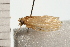  ( - 08-QLDLI-263)  @12 [ ] CreativeCommons - Attribution (2008) Unspecified Centre for Biodiversity Genomics