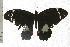  ( - 08-QLDLI-387)  @12 [ ] CreativeCommons - Attribution (2008) Unspecified Centre for Biodiversity Genomics