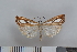  (Catoptria permutatellus - NHMO-06102)  @15 [ ] Unspecified (default): All Rights Reserved  Unspecified Unspecified