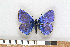  (Polyommatus icarus - NHMO-07020)  @15 [ ] Unspecified (default): All Rights Reserved  Unspecified Unspecified