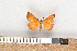  ( - NHMO-07042)  @12 [ ] Unspecified (default): All Rights Reserved  Unspecified Unspecified
