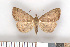  (Herminia tarsipennalis - NHMO-08230)  @15 [ ] Unspecified (default): All Rights Reserved  Unspecified Unspecified