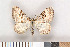  ( - NHMO Lep09015)  @13 [ ] Unspecified (default): All Rights Reserved  Unspecified Unspecified