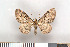  ( - NHMO Lep09027)  @12 [ ] Unspecified (default): All Rights Reserved  Unspecified Unspecified