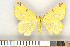  ( - NHMO Lep09044)  @13 [ ] Unspecified (default): All Rights Reserved  Unspecified Unspecified