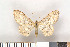  ( - NHMO Lep09057)  @13 [ ] Unspecified (default): All Rights Reserved  Unspecified Unspecified
