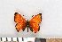  ( - NHMO Lep09080)  @13 [ ] Unspecified (default): All Rights Reserved  Unspecified Unspecified