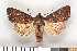  ( - NHMO-2011.087)  @13 [ ] Unspecified (default): All Rights Reserved  Unspecified Unspecified