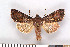  ( - NHMO-2011.093)  @13 [ ] Unspecified (default): All Rights Reserved  Unspecified Unspecified