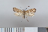  ( - NHMO-2011.105)  @13 [ ] Unspecified (default): All Rights Reserved  Unspecified Unspecified