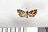  ( - NHMO-2011.137)  @12 [ ] Unspecified (default): All Rights Reserved  Unspecified Unspecified