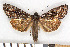  (Eurois occulta - NHMO-2011.191)  @15 [ ] Unspecified (default): All Rights Reserved  Unspecified Unspecified