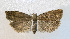  ( - NHMO-DAR-12676)  @11 [ ] CreativeCommons - Attribution Non-Commercial Share-Alike (2017) Unspecified University of Oslo, Natural History Museum