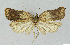  ( - NHMO-DAR-3911)  @13 [ ] No Rights Reserved (2014) Arild Johnsen University of Oslo, Natural History Museum