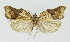  (Acleris effractana - NHMO-DAR-3912)  @14 [ ] No Rights Reserved (2014) Arild Johnsen University of Oslo, Natural History Museum