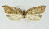  ( - NHMO-DAR-3913)  @11 [ ] No Rights Reserved (2014) Arild Johnsen University of Oslo, Natural History Museum