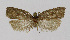  ( - NHMO-DAR-3916)  @11 [ ] No Rights Reserved (2014) Arild Johnsen University of Oslo, Natural History Museum