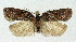  (Acleris arcticana - NHMO-DAR-3956)  @15 [ ] No Rights Reserved (2014) Arrild Johnsen Natural history museum, University of Oslo