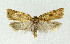  ( - NHMO-DAR-3957)  @14 [ ] No Rights Reserved (2014) Arrild Johnsen Natural history museum, University of Oslo