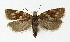  ( - NHMO-DAR-3961)  @15 [ ] No Rights Reserved (2014) Arrild Johnsen Natural history museum, University of Oslo