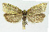  ( - NHMO-DAR-3966)  @11 [ ] No Rights Reserved (2014) Arrild Johnsen Natural history museum, University of Oslo