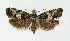  ( - NHMO-DAR-3979)  @13 [ ] No Rights Reserved (2014) Arrild Johnsen Natural history museum, University of Oslo