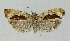  ( - NHMO-DAR-3984)  @14 [ ] No Rights Reserved (2014) Arrild Johnsen Natural history museum, University of Oslo