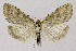  ( - NHMO-DAR-4003)  @13 [ ] No Rights Reserved (2014) Arrild Johnsen Natural history museum, University of Oslo