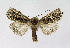  ( - NHMO-DAR-4019)  @14 [ ] No Rights Reserved (2014) Arrild Johnsen Natural history museum, University of Oslo
