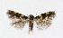 ( - NHMO-DAR-4021)  @13 [ ] No Rights Reserved (2014) Arrild Johnsen Natural history museum, University of Oslo