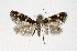  ( - NHMO-DAR-4024)  @13 [ ] No Rights Reserved (2014) Arrild Johnsen Natural history museum, University of Oslo