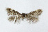  ( - NHMO-DAR-4026)  @12 [ ] No Rights Reserved (2014) Arrild Johnsen Natural history museum, University of Oslo