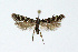  ( - NHMO-DAR-4037)  @14 [ ] No Rights Reserved (2014) Arrild Johnsen Natural history museum, University of Oslo