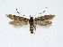  ( - NHMO-DAR-4038)  @14 [ ] No Rights Reserved (2014) Arrild Johnsen Natural history museum, University of Oslo