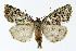  ( - NHMO-DAR-4044)  @14 [ ] No Rights Reserved (2014) Arrild Johnsen Natural history museum, University of Oslo