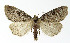  ( - NHMO-DAR-4046)  @14 [ ] No Rights Reserved (2014) Arrild Johnsen Natural history museum, University of Oslo