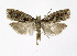  ( - NHMO-DAR-4073)  @13 [ ] No Rights Reserved (2014) Arrild Johnsen Natural history museum, University of Oslo
