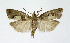  ( - NHMO-DAR-4074)  @14 [ ] No Rights Reserved (2014) Arrild Johnsen Natural history museum, University of Oslo