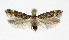  (Caryocolum fraternella - NHMO-DAR-4084)  @14 [ ] No Rights Reserved (2014) Arrild Johnsen Natural history museum, University of Oslo