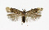  ( - NHMO-DAR-4085)  @14 [ ] No Rights Reserved (2014) Arrild Johnsen Natural history museum, University of Oslo