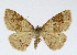  ( - NHMO-DAR-4091)  @14 [ ] No Rights Reserved (2014) Arrild Johnsen Natural history museum, University of Oslo