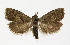  ( - NHMO-DAR-4129)  @14 [ ] No Rights Reserved (2014) Arrild Johnsen Natural history museum, University of Oslo