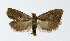  ( - NHMO-DAR-4130)  @14 [ ] No Rights Reserved (2014) Arrild Johnsen Natural history museum, University of Oslo