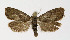  ( - NHMO-DAR-4131)  @14 [ ] No Rights Reserved (2014) Arrild Johnsen Natural history museum, University of Oslo