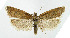  ( - NHMO-DAR-5109)  @14 [ ] Copyright (2015) Unspecified University of Oslo, Natural History Museum