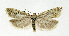  ( - NHMO-DAR-5110)  @13 [ ] Copyright (2015) Unspecified University of Oslo, Natural History Museum