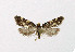  ( - NHMO-DAR-5111)  @13 [ ] Copyright (2015) Unspecified University of Oslo, Natural History Museum