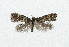  ( - NHMO-DAR-5117)  @12 [ ] Copyright (2015) Unspecified University of Oslo, Natural History Museum
